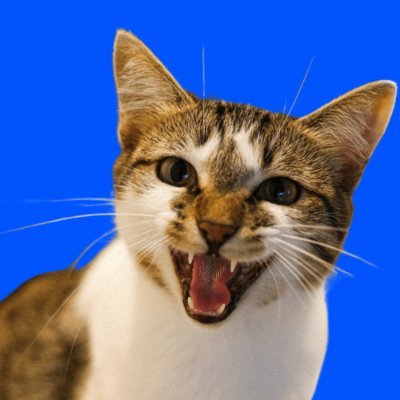 Cats Coin